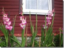 Suvi2011 049